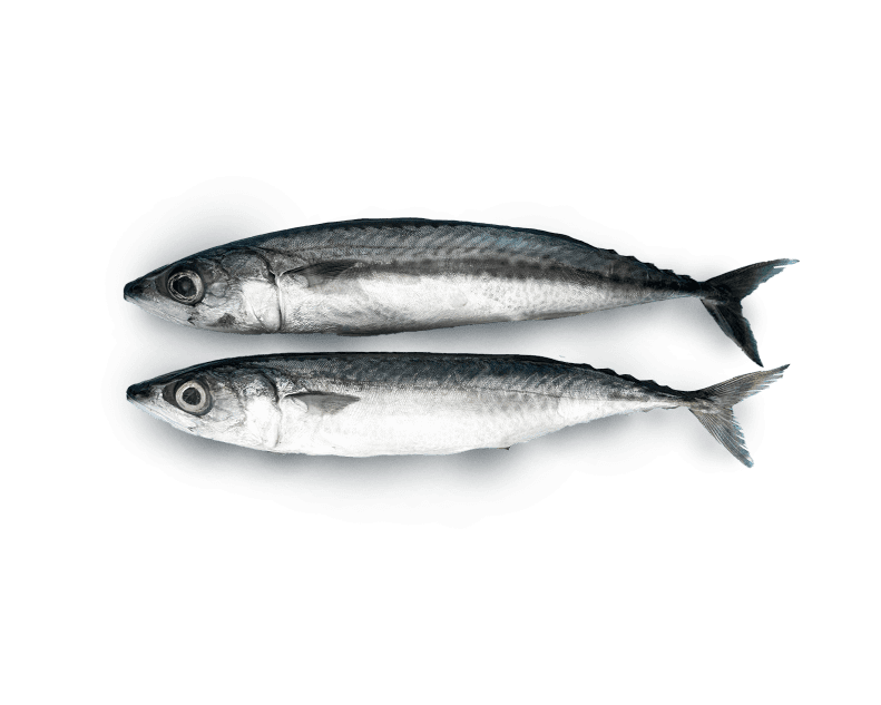 importacion exportacion pescado